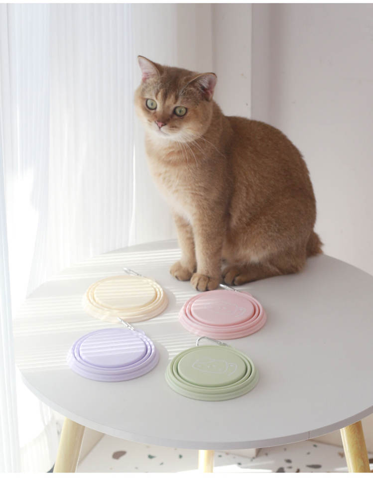 Cat beside collapsible travel pet bowls
